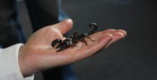 Compatibilité en amitié avec le Scorpion