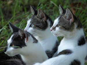 Rêver De Chats Quelles Significations Sosvoyantscom