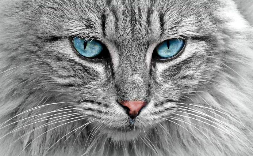 Rêver de chats : quelles significations ?
