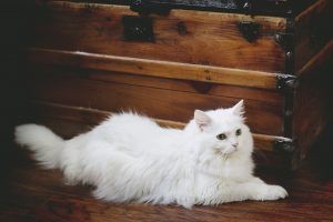 Rêver d'un chat blanc signification
