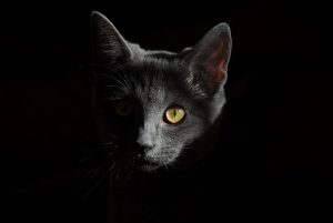 Rêver d'un chat noir signification