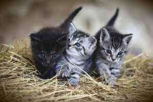 Rêver De Chats Quelles Significations Sosvoyantscom