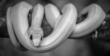 Rêver d#un serpent blanc significations