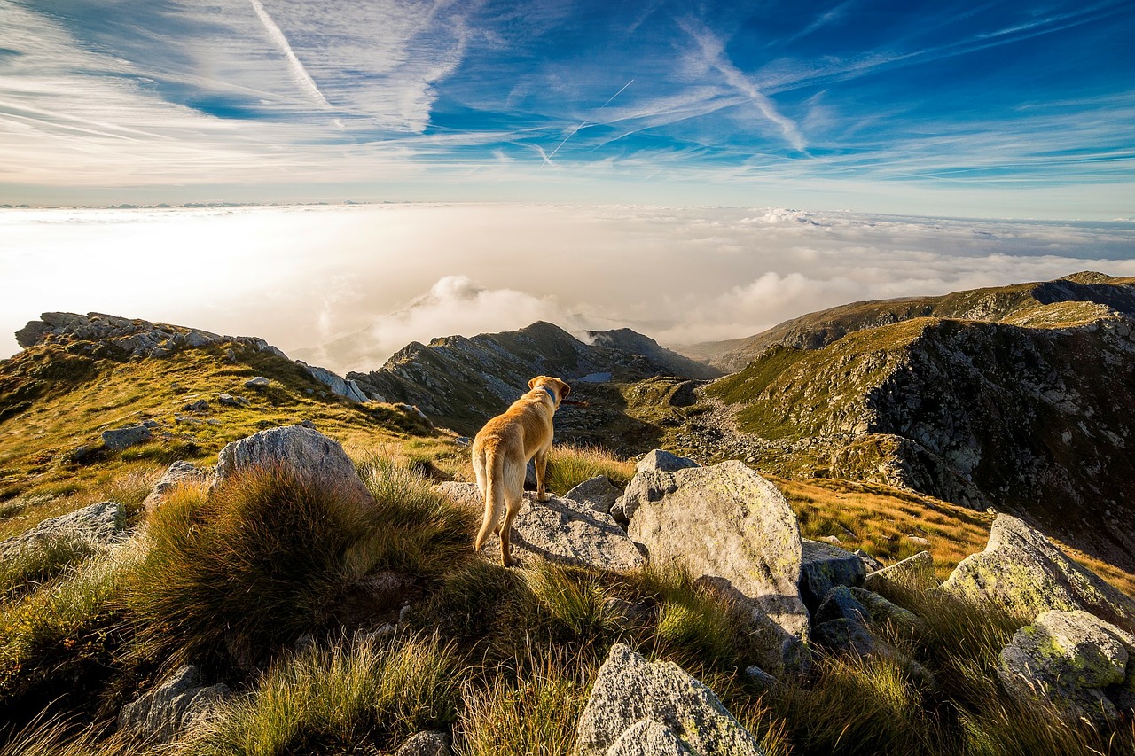 Rêver de son chien mort pourquoi ? estce prémonitoire