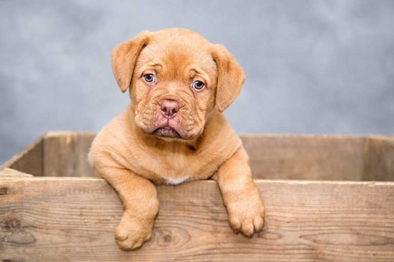 Rêver de son chien mort pourquoi ? estce prémonitoire