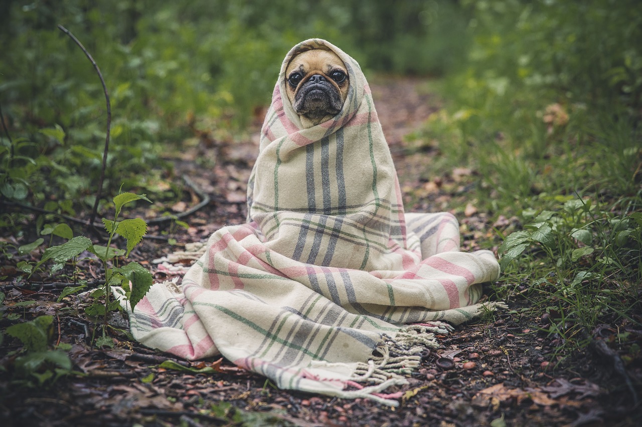 Rêver de son chien mort pourquoi ? estce prémonitoire