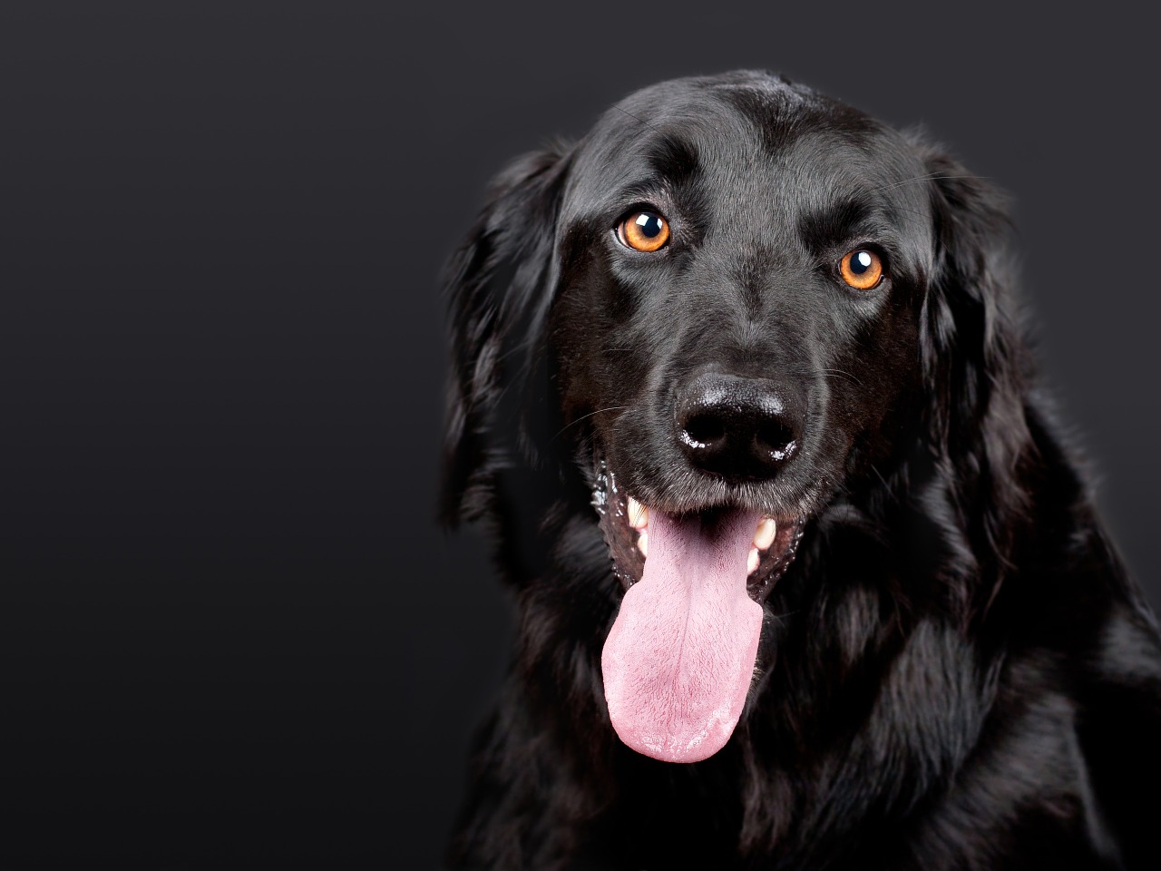 Rêver de son chien mort pourquoi ? estce prémonitoire