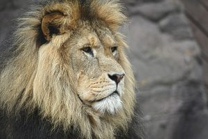 Le Lion arrogant et prétentieux ?