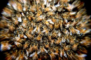 Signification de rêver d'un essaim d'abeilles