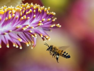 Signification de rêver d'une abeille qui vole