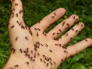 signification de rêver de fourmis sur soi