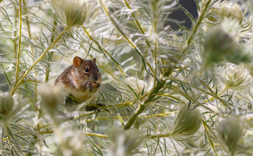 Rêver de souris : quelles significations ?