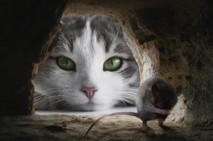Rêver d'une souris poursuivie par un chat