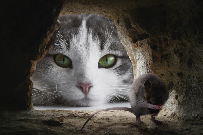 Rêver de souris quelles significations ?