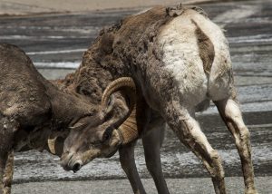 Le Bélier colérique ?