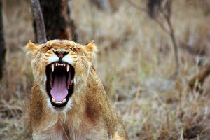 Le Lion colérique ?