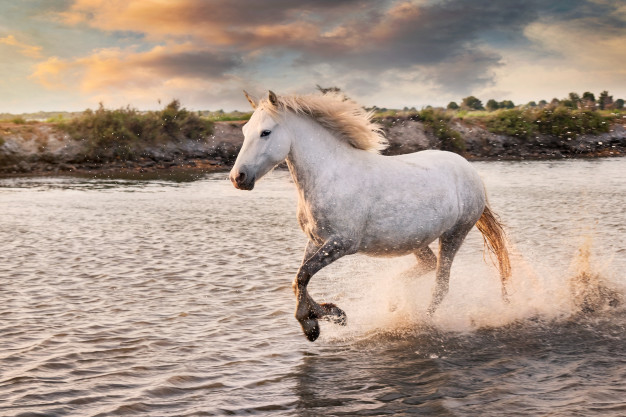 rever de cheval sauvage