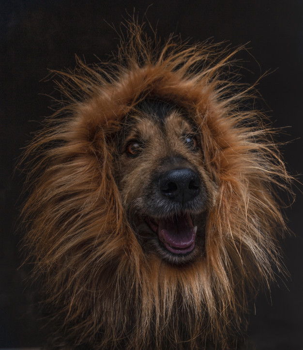 chien signe lion