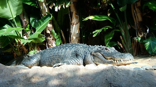 rever de crocodile signification