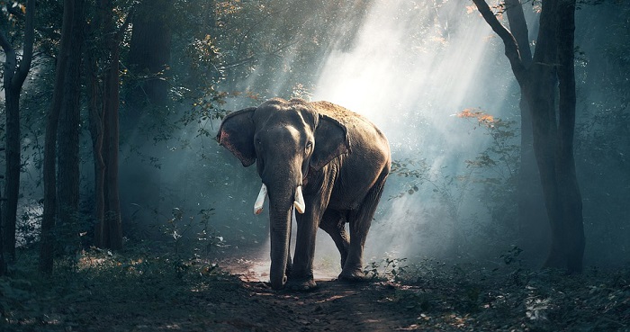 Quelles sont les significations de rêver d’éléphant