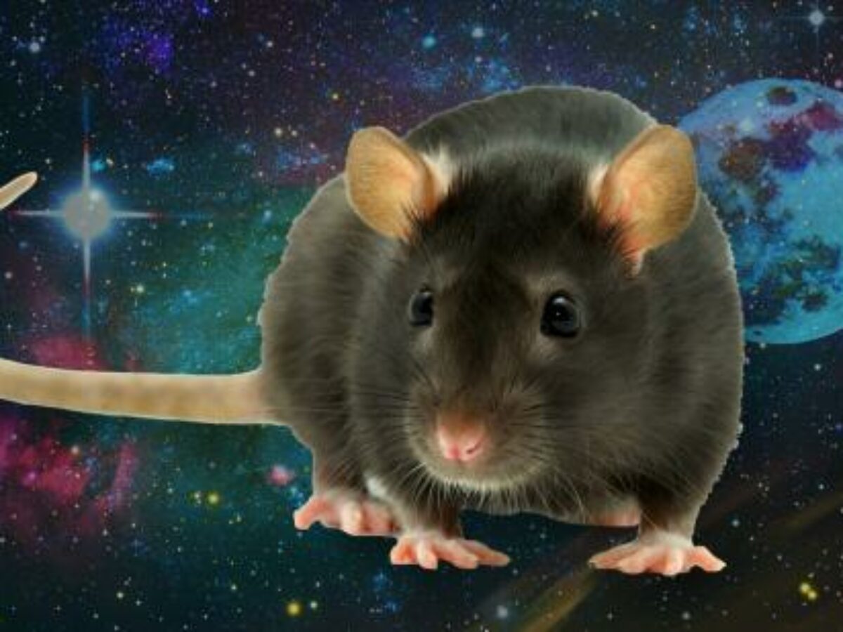 Rever De Se Faire Mordre Par Un Rat Rêver de rat : significations et symboles | Spiriteo