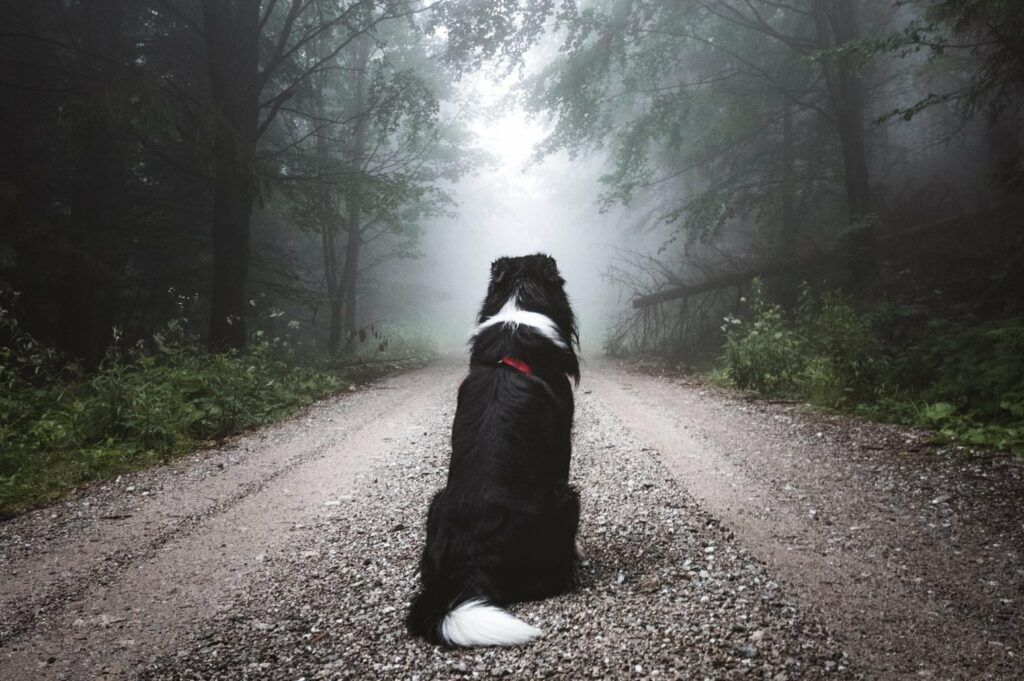 communiquer avec ame de son chien