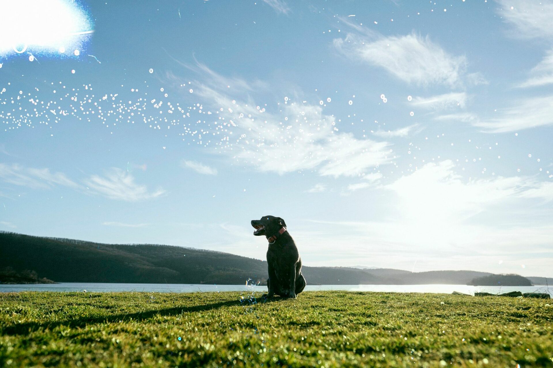 Rêve de chien : Interprétations et significations